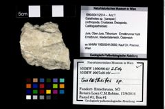 Foto (Objekt + Etikett) von Galatheites sp.  (NHMW-GEO-1990-0041-2514)